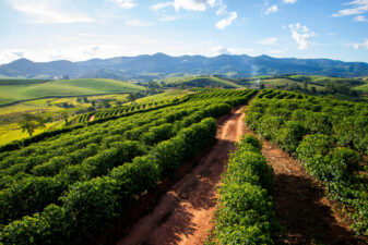 Coffee field