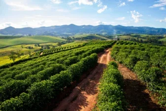 Coffee field