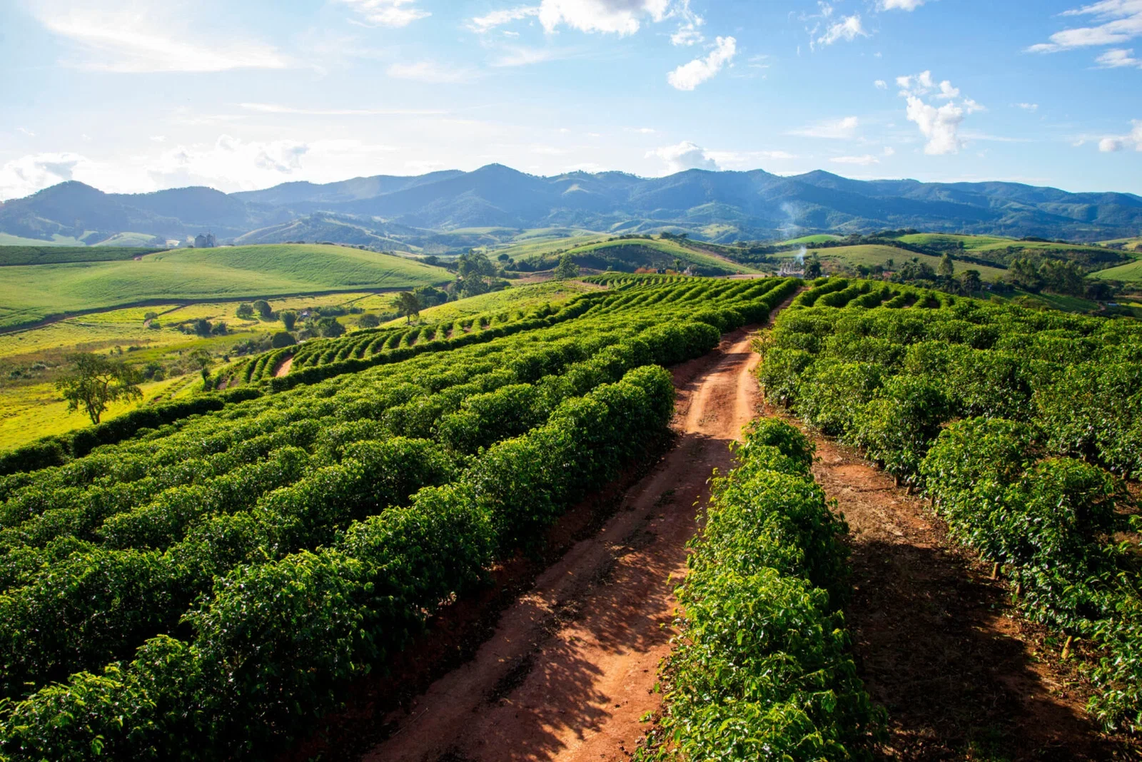 Coffee field